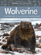 Animals Illustrated: Wolverine by Allen Niptanatiak, Patricia Ann Lewis-MacDougall, 9781772272987