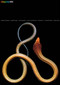 Graphis Journal Magazine 365 by B. Martin Pedersen, 9781931241885