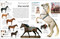 Eyewitness Horse by DK, 9780593842416