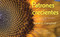 Patrones Crecientes (Growing Patterns) (Los números de Fibonacci en la naturaleza) (Spanish Edition) by Sarah C. Campbell, Richard P. Campbell, 9781662620751