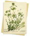 RBGE: Charlotte Cowan Pearson: Stitchworts, Woodruff and Pepperwort Greeting Card Pack (Pack of 6) by Flame Tree Studio, 9781804178706