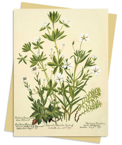 RBGE: Charlotte Cowan Pearson: Stitchworts, Woodruff and Pepperwort Greeting Card Pack (Pack of 6) by Flame Tree Studio, 9781804178706