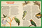 Dinosaurs to Chickens (How Evolution Works) by Nick Lund, Lucy Rose, 9781523513208