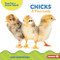 Chicks (A First Look) by Anna Anderhagen, 9798765626351