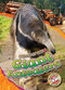 Giant Anteaters by Rachel Grack, Dana Fleming, 9798886874198