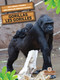 Les gorilles (Gorillas) Bilingual Eng/Fre by Amy Culliford, Annie Evearts, 9781039851078
