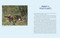 Detective Dogs (How Working Dogs Sniff Out Invasive Species) by Alison Pearce Stevens, 9780823455645