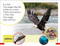 DK Super Readers Pre-level An Eagle's Tale - 9780593847213 by DK