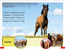 DK Super Readers Pre-Level A Mustang's Tale by DK, 9780593847190