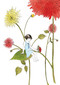 When I Was Small - 9781772290318 by Sara O'Leary, Julie Morstad