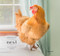 Nest (Rescued Chickens at Home) by Janet Holmes, Janet Holmes, Janelle Lynch, Kathy Stevens, Michelle Carrera, Maddie Cartwright, Julia Magnus, Rocky Schwartz, Ashley Snyder, 9783868289879