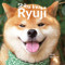 Shiba Inu Ryuji by Yukiko Motoshima, 9784756253798