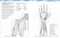 Atlas de anatomia para colorear (The Human Body Coloring Book) (Guia de estudio) (Spanish Edition) by DK, 9780593848098