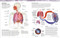Atlas de anatomia para colorear (The Human Body Coloring Book) (Guia de estudio) (Spanish Edition) by DK, 9780593848098