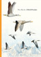 The Book of Bird Poems by Ana Sampson, Ryuto Miyake, 9781399625630