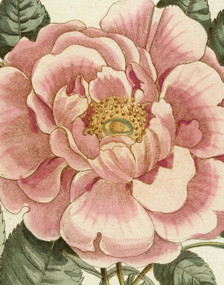 John Derian Picture Book II by John Derian, 9781648294167