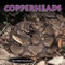 Copperheads - 9781404255746 by Heather Feldman