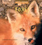 Foxes and Their Homes by Deborah Chase Gibson, 9780823953097