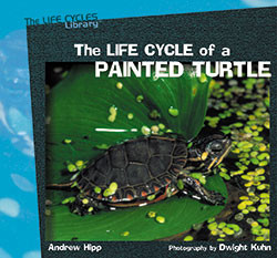 The Life Cycle of a Painted Turtle - 9781404252073 by Andrew Hipp, 9781404252073