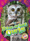 Saw-whet Owls by Rachael Barnes, 9798886879797