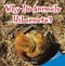 Why Do Animals Hibernate? - 9781448889952 by David Martin, 9781448889952