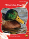 What Can Float? by Pam Holden, 9781877419270