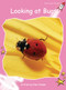 Looking at Bugs by Pam Holden, 9781877506055