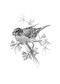 The Serviceberry (Abundance and Reciprocity in the Natural World) by Robin Wall Kimmerer, John Burgoyne, 9781668072240