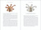 Secrets of the Octopus by Sy Montgomery, Warren K. Carlyle IV, 9781426223723