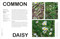 What's That Weed? (Know Your Weeds and Learn to Live with Them) by DK, 9780744092370