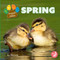 Spring - 9798890427038 by Kerri Mazzarella, 9798890427038