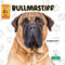 Bullmastiff - 9781039845541 by Corinne Fickett, 9781039845541