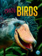 Crazy Birds by Jamie Fickett, 9798890426826