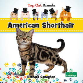 American Shorthair by Bernard Conaghan, 9781039838475