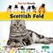 Scottish Fold by Bernard Conaghan, 9781039838482