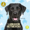 Labrador Retrievers - 9798887359434 by Christina Earley, 9798887359434