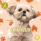 Shih Tzus - 9798887359816 by Christina Earley, 9798887359816