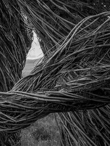 Patrick Dougherty | James Florio: Sticks by Patrick Dougherty, James Florio, 9798890181015