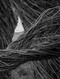 Patrick Dougherty | James Florio: Sticks by Patrick Dougherty, James Florio, 9798890181015