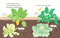 Las plantas me alimentan (Spanish Edition) by Lizzy Rockwell, 9780823460007