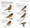What's that Bird? by DK, 9780593963531