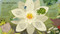 One Little Tadpole (Exploring Nature for Curious Kids) by Molly Littleboy, Jacob Souva, 9781664351431