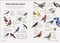 Birdwatching Guide (Turn Yourself into a Birdwatching Expert) by DK, 9780593963562