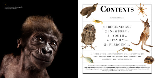 National Geographic Photo Ark Babies (Growing Up in the Animal World) by Joel Sartore, 9781426224065