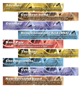 DNA Vocabulary Mini Bulletin Board Set by Mark Twain Media, 9781580375641