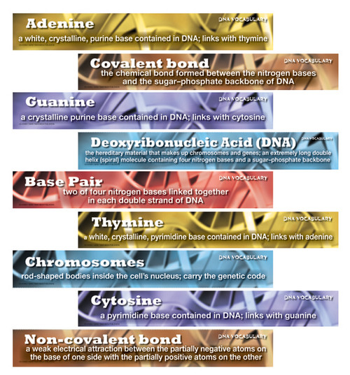 DNA Vocabulary Mini Bulletin Board Set by Mark Twain Media, 9781580375641