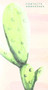 Cactus Address Book by , 9781683759676