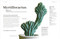 Cacti and Succulents (On-point Advice to Keep Your Plants Looking Sharp) by Sarah Gerrard-Jones, 9780593961124