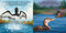 Good Night Loons by Adam Gamble, Mark Jasper, David Leonard, 9781649071323