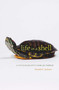 Life in a Shell (A Physiologist's View of a Turtle) by Donald C. Jackson, 9780674050341